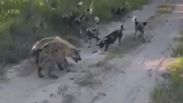 Hyenas wild dogs