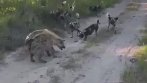 Hyenas wild dogs