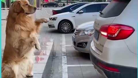 The best barking sensor you can get! 😂🚦