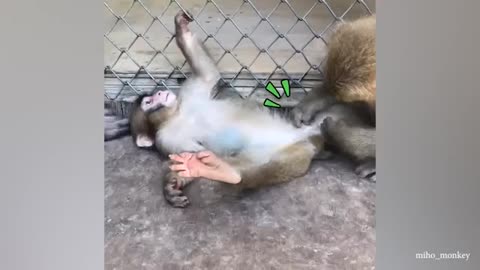 New funny animal video