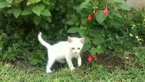 Funny cat