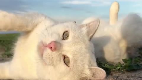 This cat looks a bit like a white lion