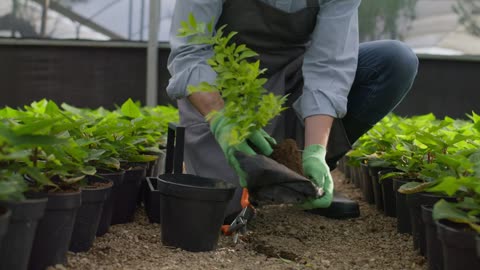 Gardener taking care of a plant in a pot