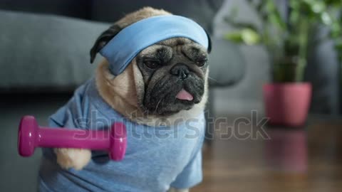 Look at this puppy at gym