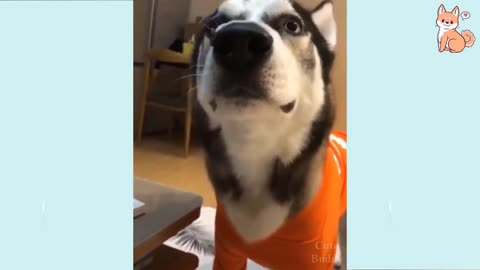 Funny Dog Video