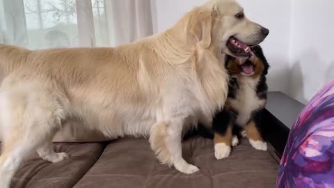 What a Golden Retriever does when ignored by a Bernese Mountain Dog Puppy