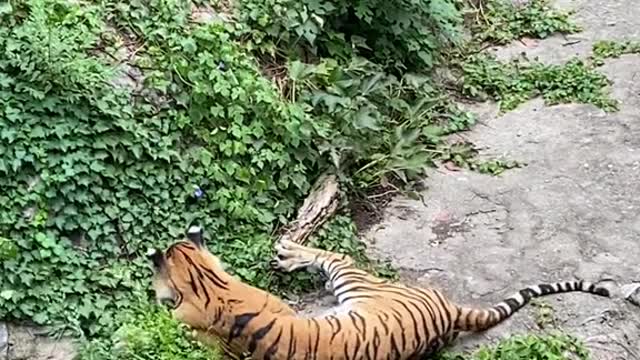 In the afternoon the tiger