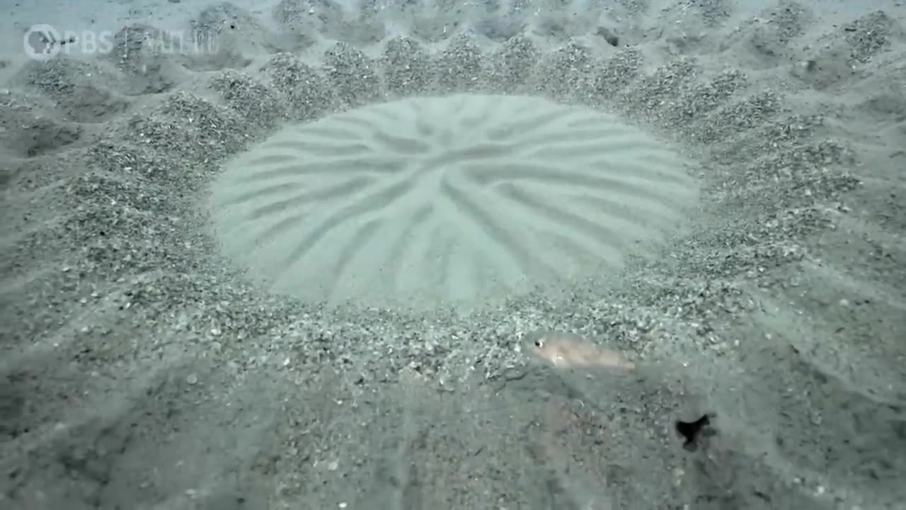 Pufferfish Builds Sand Sculpture for Mating