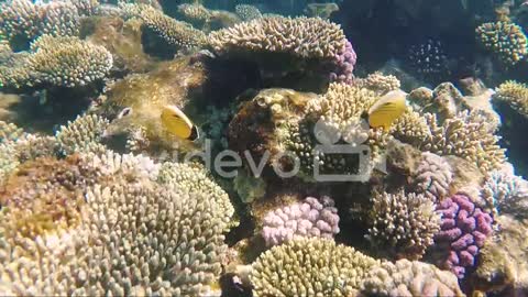 Multicolored Marine Life Of The Underwater World With Reefs