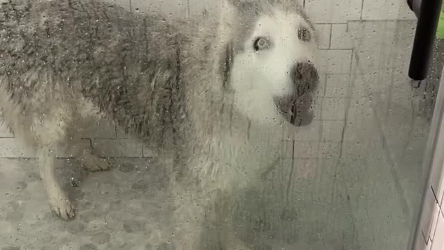 Stubborn Husky Dog Videos 😁😇 Best Funny Animal Videos 2022 😺 Funny Dog Videos 2022 😁