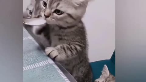 😺Funny Cat Moments Vol. 1 😹