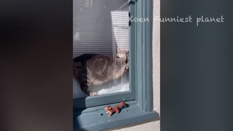 Funniest animal video of the week!