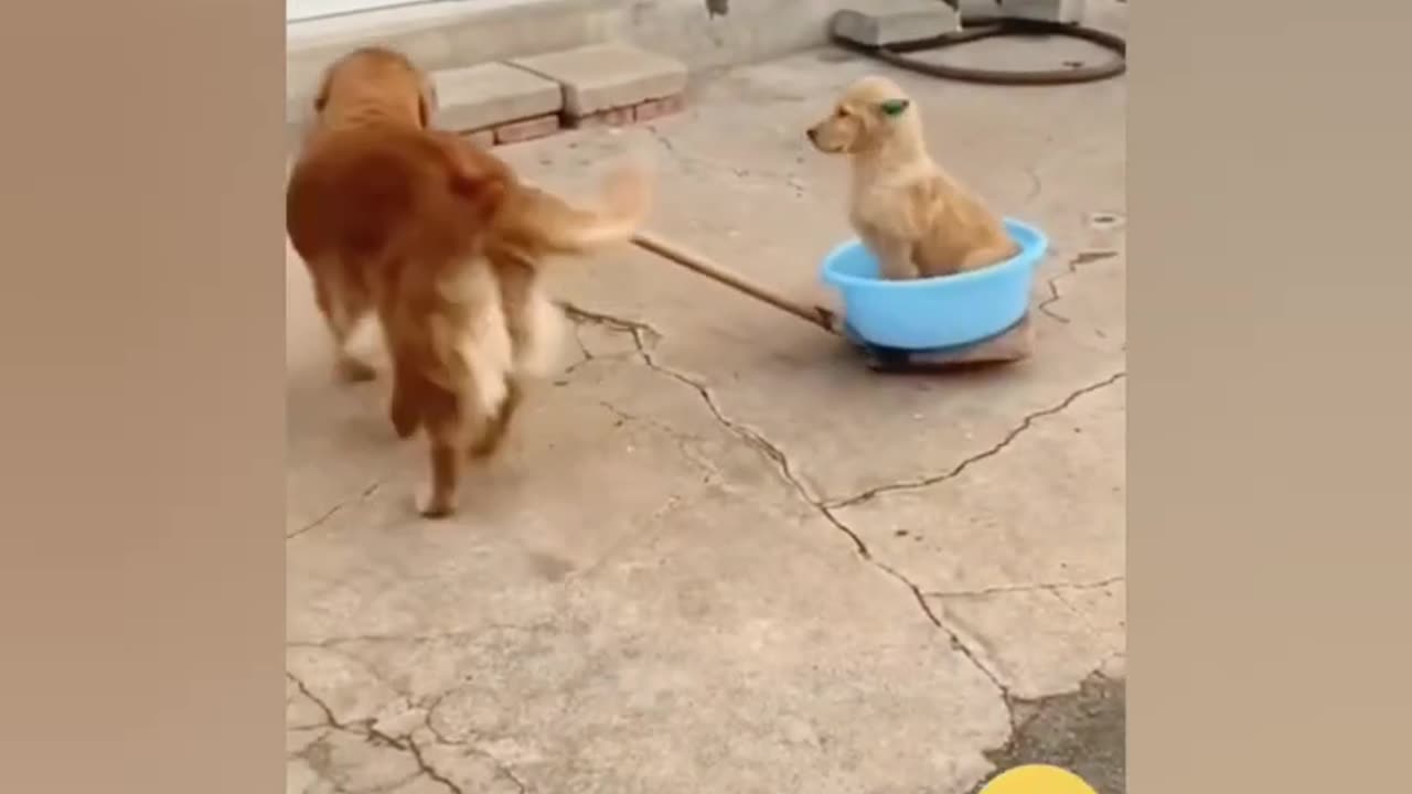 Funny Animal Video