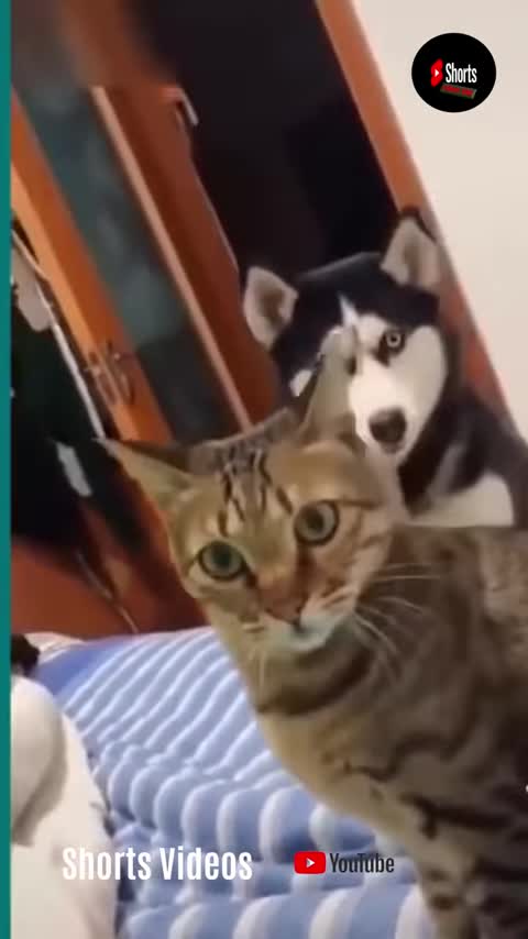 Funniest cat funny comedy scenes 🤣🤣