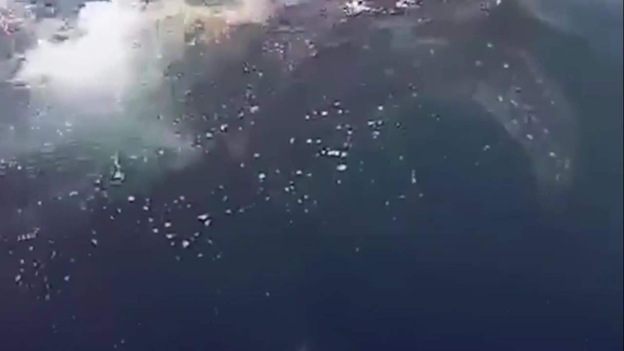 when you have this fish you don't need boat