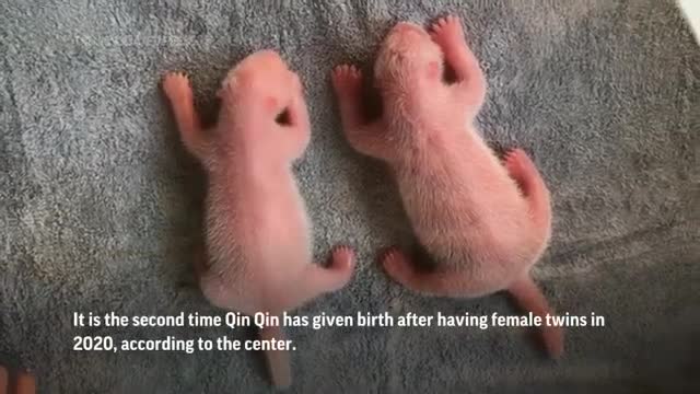 Giant panda Qin Qin gives birth to twins in China