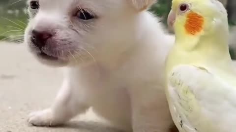 Lively puppy and his parrot friends