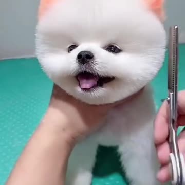 Me Cutting My Cute Pup's Hairs