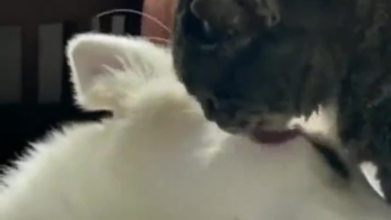 Jerry Loves Tom