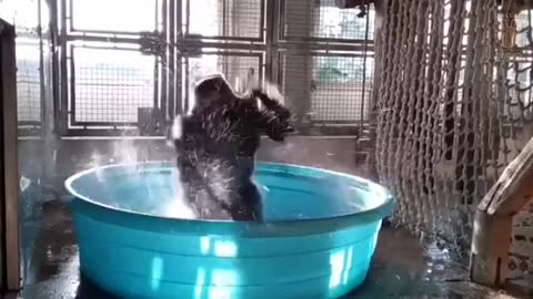 Gorillas a Maniac