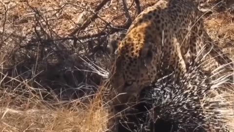 The porcupine pierced the leopard...