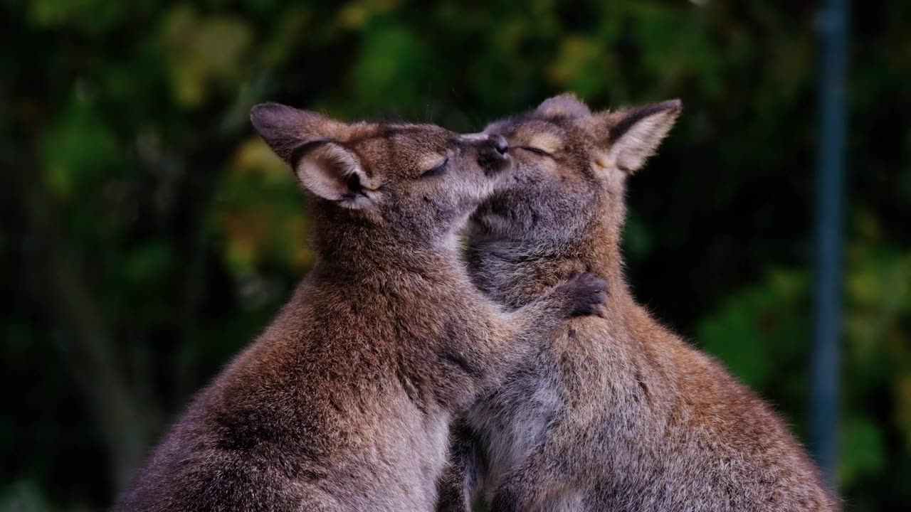 Kangaroos cuddle marsupials