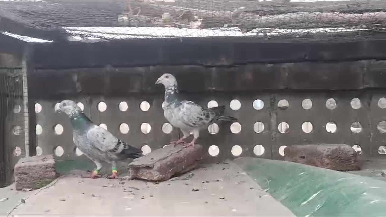 Beautiful pigeon breeder pair best flying