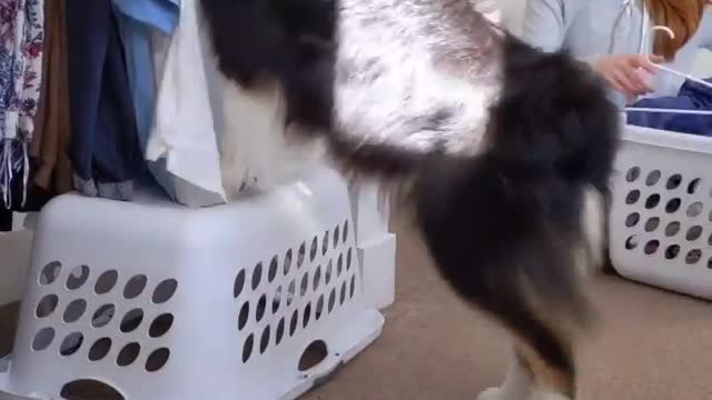 Dog using washing machines 2022 video
