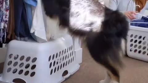 Dog using washing machines 2022 video