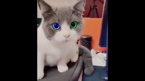 Funny cats 🐈 so beautiful 😻