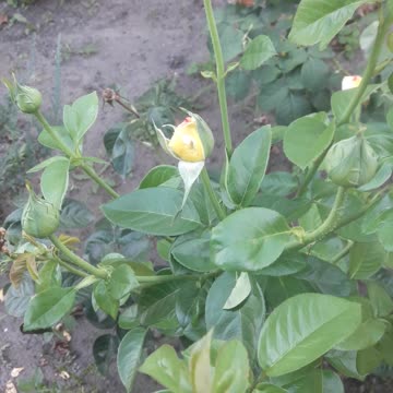 Yellow rose bud