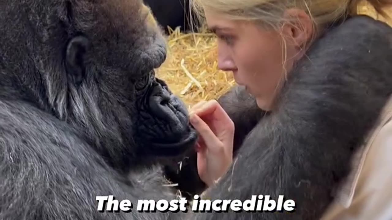 A girl #loves#a gorilla