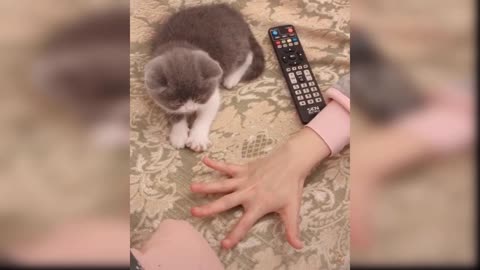 Baby cats ~ funny and cute kittens Vol 02