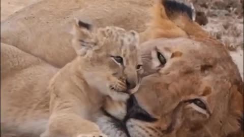 "Tiger Tales: Stories of Survival and Strength"