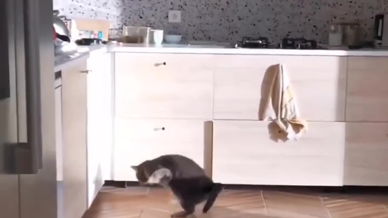 Funny cat
