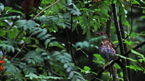 Zanglijster Zang (Song thrush)