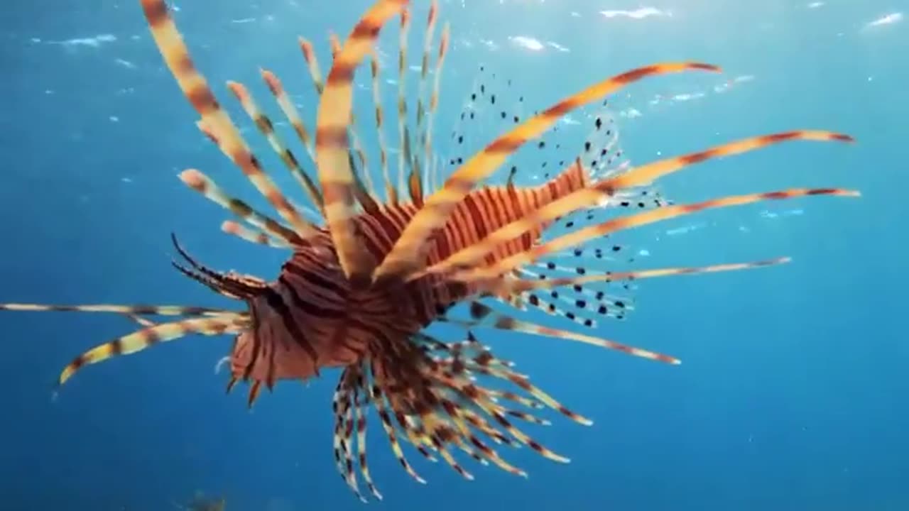 Fantastic Ocean Life - #fantastic #ocean #life