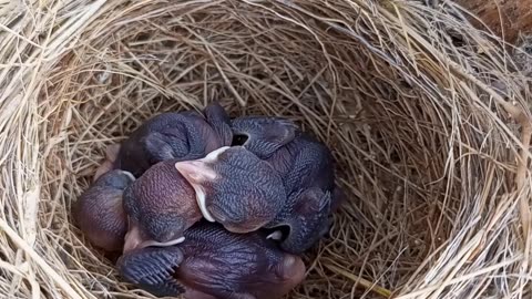 Birds in nest