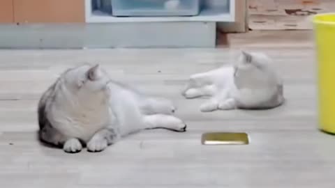 Cute and Funny cat video compilation