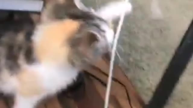 Funny Animal Compilation:Part 23