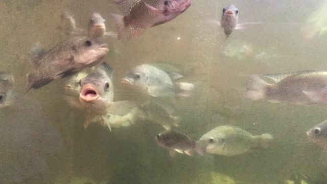 Tilapia fish in a large tank