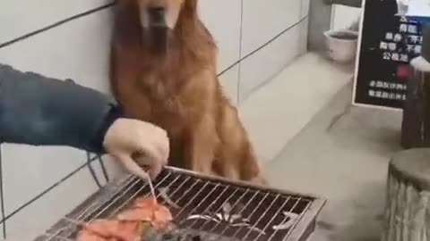 Dog Looking At Grill🐶Very interesting and funny