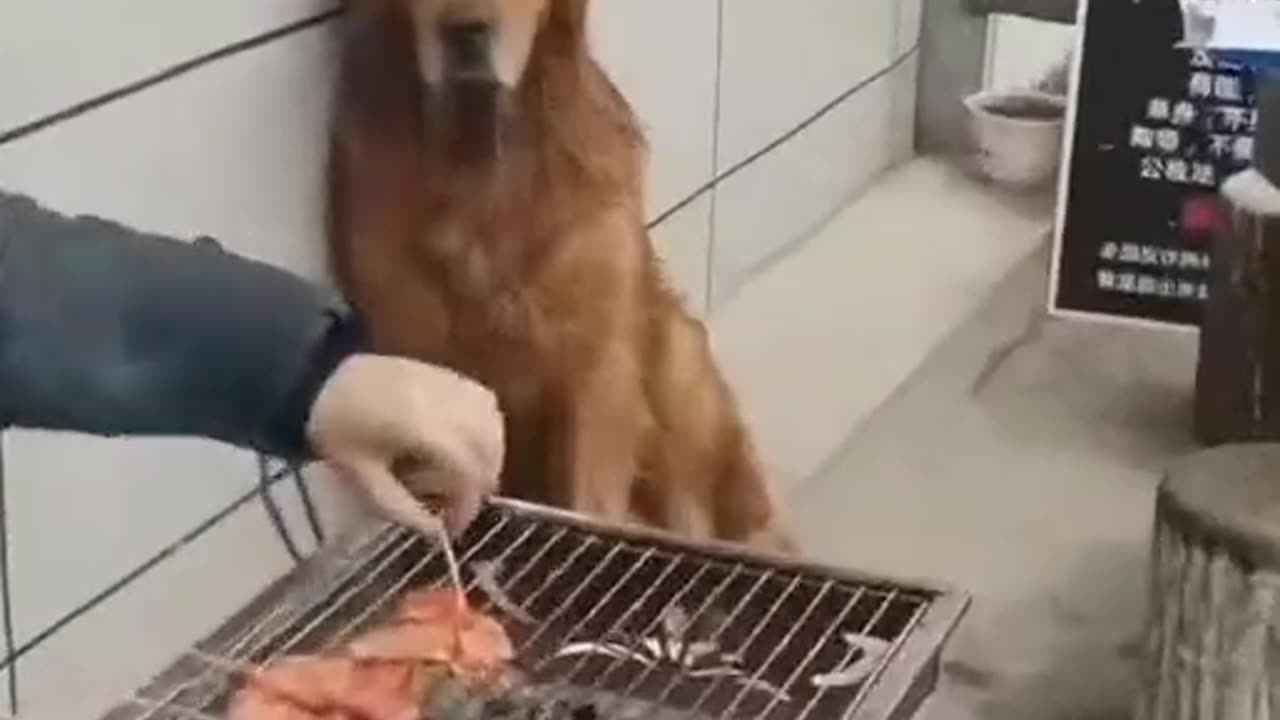 Dog Looking At Grill🐶Very interesting and funny