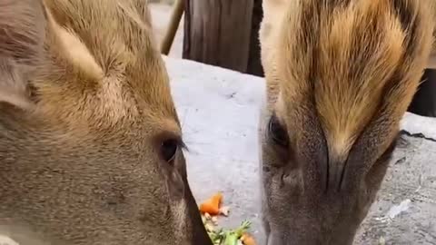 The deer in the eating