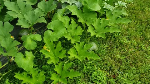 Family working together in Garden.