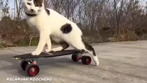 Funny video cat 😂