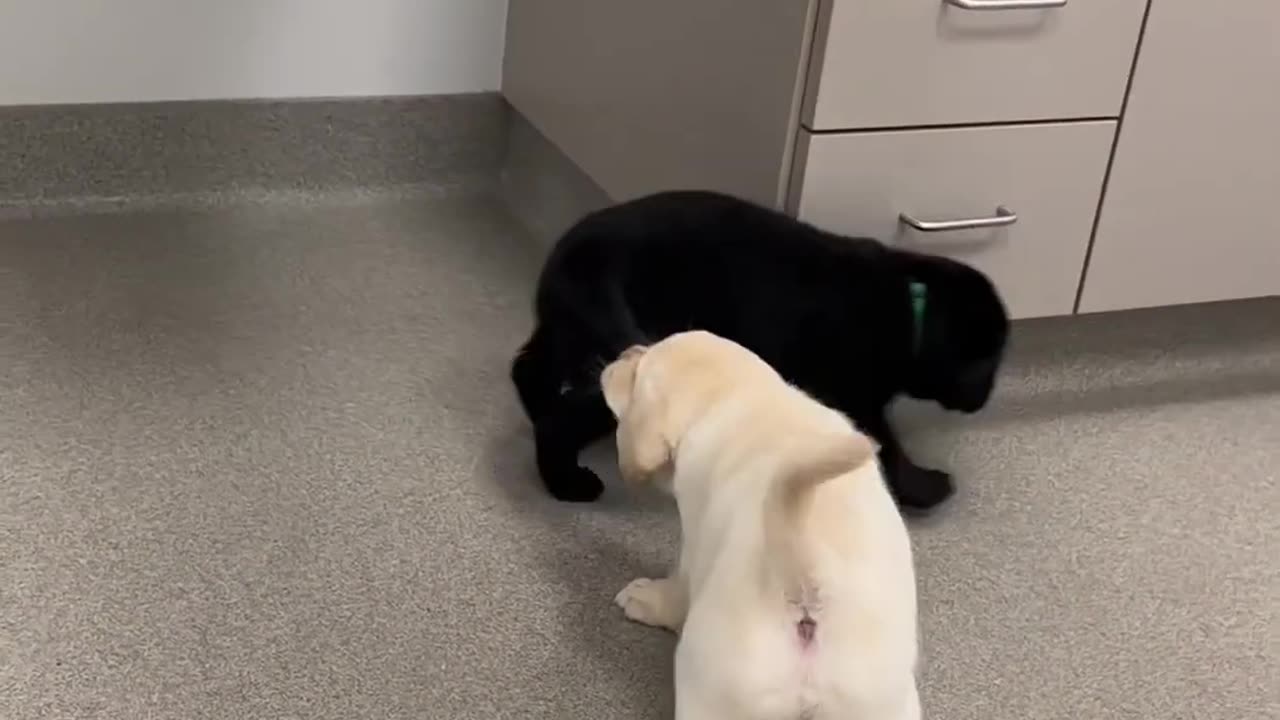 Puppy Fight!!!