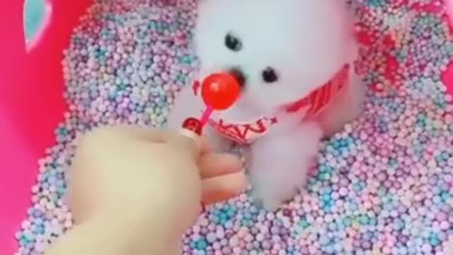 💓 Puppy Playdate _ Cute Dogs _ Cuteness Overload 💓#shorts (720p)