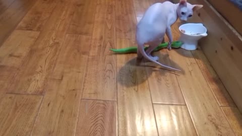 Attack a cat with a toy snake