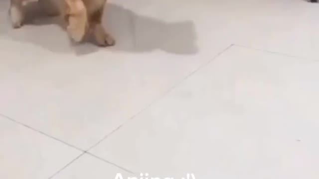 Random Instagram funny video (#24)